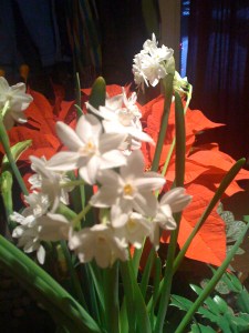 Paperwhites and poinsettias