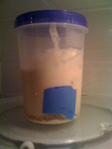 Baby Dough at about 38 hours