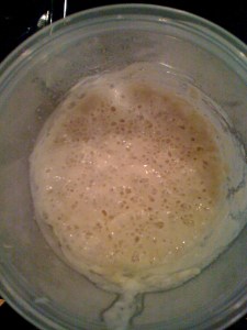 Baby Dough at 40 hours