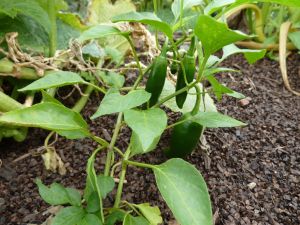 early October jalepenos