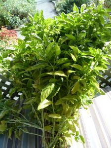 last of the season's basil