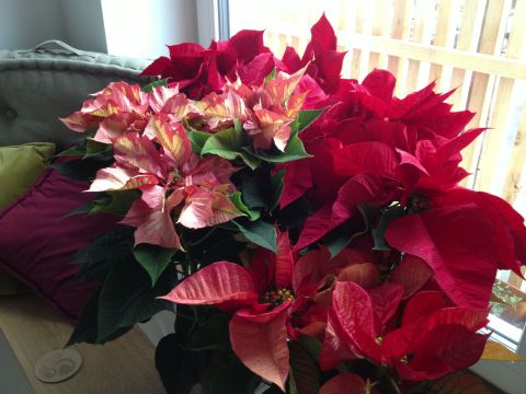 poinsettias