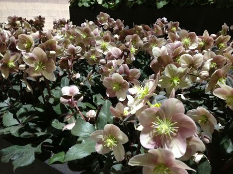 Helleborus 'HGC Mahogany Snow' planted en masse at the Philadelphia Flower Show