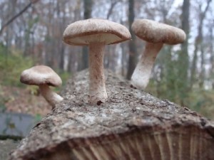 Happy Cat Shiitake Mushroom Log
