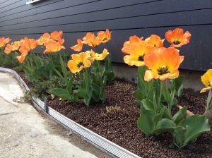 Landscape after the mulch and edging have been added.