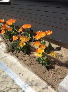 'Daydream' tulips in the new landscape.