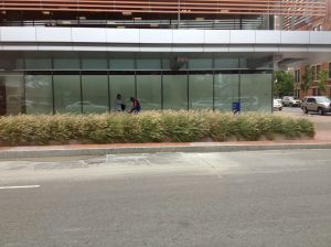 Landscaping around the Shapiro Building at Boston Medical Center served as inspiration.